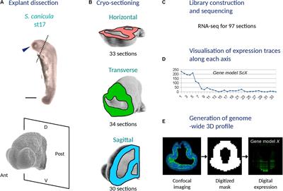 When Bigger Is Better: 3D RNA Profiling of the Developing Head in the Catshark Scyliorhinus canicula